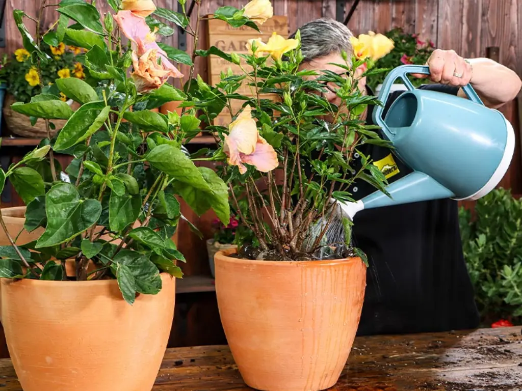 watering hibiscus