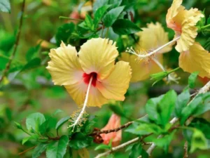 yellow tropicla hibiscus