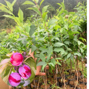 Alternative view of 2 American Plum Trees Live Plants - Cold Hardy - 8-13 inch Tall