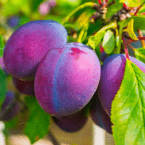 American Plum Tree Live Plant - Cold Hardy Seedling, 6-14" Tall