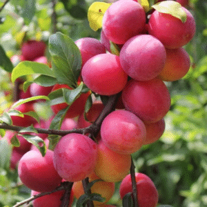 2 American Plum Trees Live Plants - Cold Hardy - 8-13 inch Tall