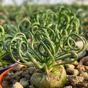 Albuca Spiralis Frizzle Sizzle Plant Live Houseplant 3.5 Inch Pot Curly Succulent
