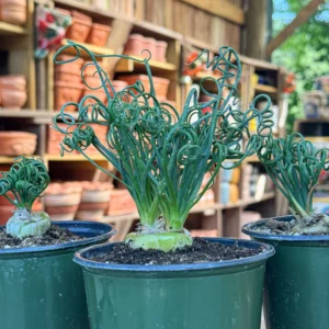 Albuca Spiralis Frizzle Sizzle Plant Live Houseplant 3.5 Inch Pot Curly Succulent
