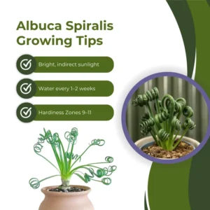 Albuca Spiralis Frizzle Sizzle Plant Live Houseplant 3.5 Inch Pot Curly Succulent