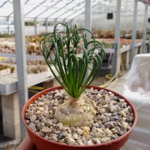 Albuca Spiralis Frizzle Sizzle Plant Live Houseplant 3.5 Inch Pot Curly Succulent