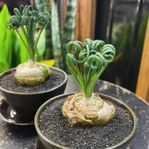Albuca Spiralis Frizzle Sizzle Plant Live Houseplant 3.5 Inch Pot Curly Succulent