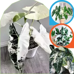 Alocasia Plants Live Houseplant - 2 Pack, 4-8 Inches, Indoor/Outdoor