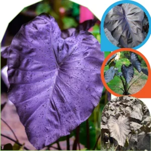 Alocasia Plants Live Houseplant - 2 Pack, 4-8 Inches, Indoor/Outdoor