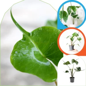 Alocasia Plants Live Houseplant - 2 Pack, 4-8 Inches, Indoor/Outdoor