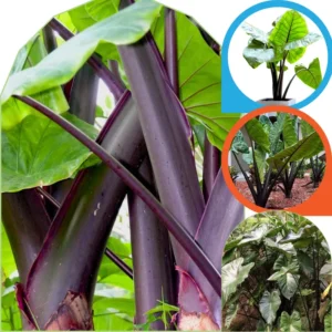 Alocasia Plants Live Houseplant - 2 Pack, 4-8 Inches, Indoor/Outdoor