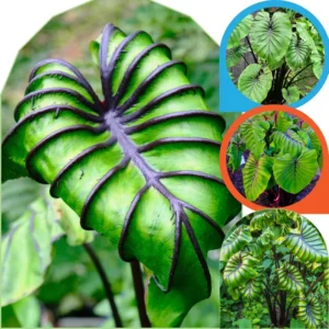 Alocasia Plants Live Houseplant - 2 Pack, 4-8 Inches, Indoor/Outdoor