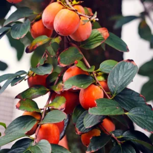 American Persimmon Tree Live Plant - 6-14 Inch Seedling - Cold Hardy Deciduous Tree