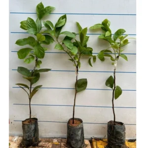 American Persimmon Tree Live Plant - 6-14 Inch Seedling - Cold Hardy Deciduous Tree