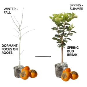 American Persimmon Tree Live Plant - 6-14 Inch Seedling - Cold Hardy Deciduous Tree