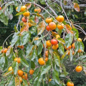 American Persimmon Tree Live Plant - 6-14 Inch Seedling - Cold Hardy Deciduous Tree