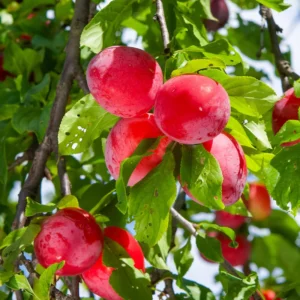 American Plum Tree - Live Edible Fruit Tree in Quart Pot - Garden & Container Ready