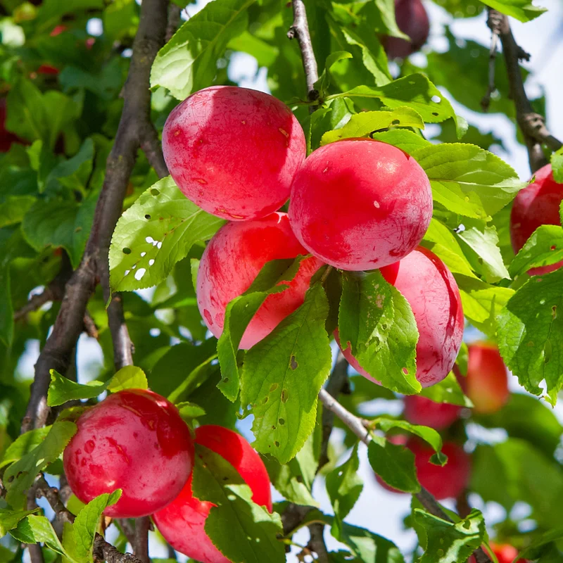 American Plum Tree - Live Edible Fruit Tree in Quart Pot - Garden & Container Ready