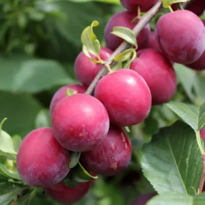 American Plum Tree - Live Edible Fruit Tree in Quart Pot - Garden & Container Ready