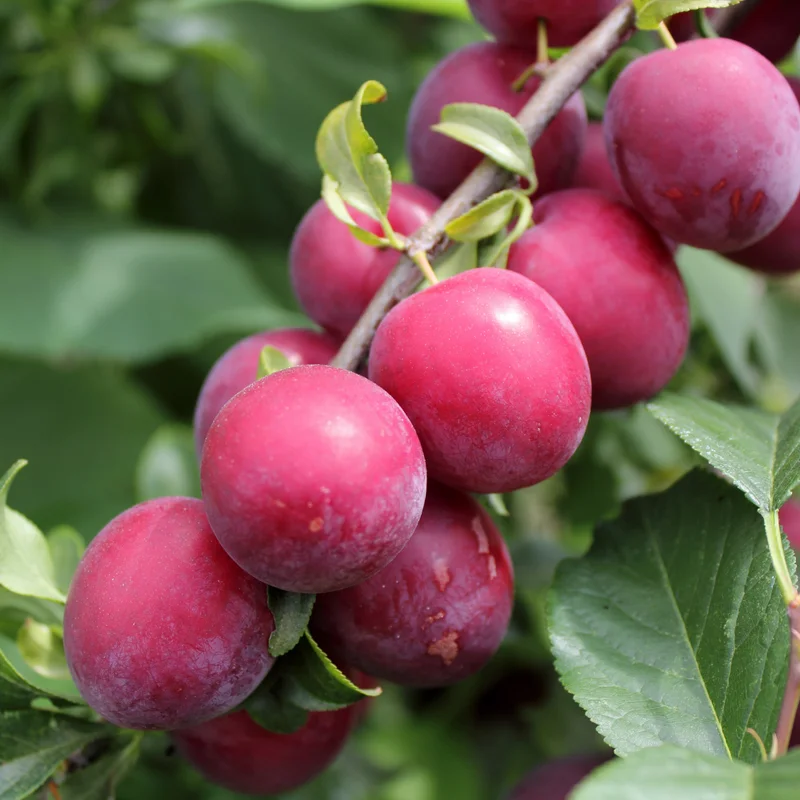 American Plum Tree - Live Edible Fruit Tree in Quart Pot - Garden & Container Ready