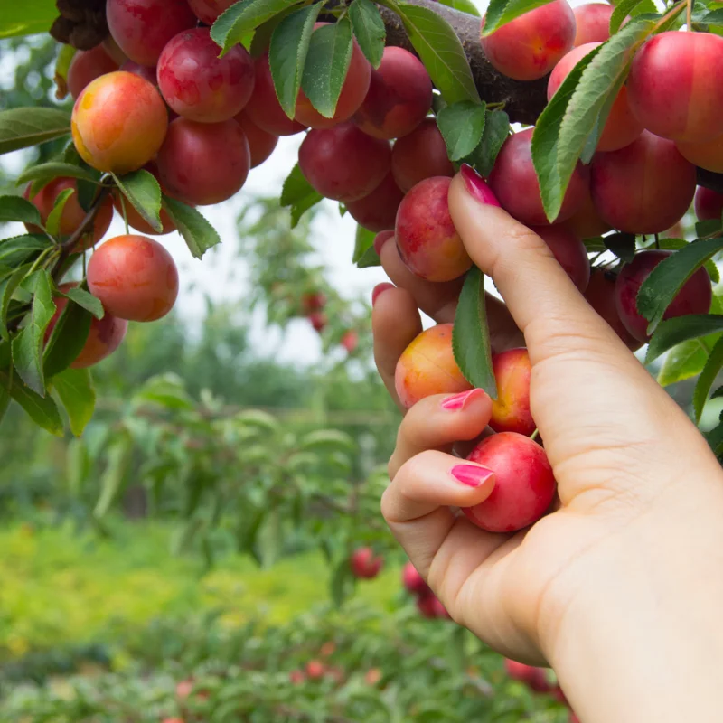 American Plum Tree - Live Edible Fruit Tree in Quart Pot - Garden & Container Ready