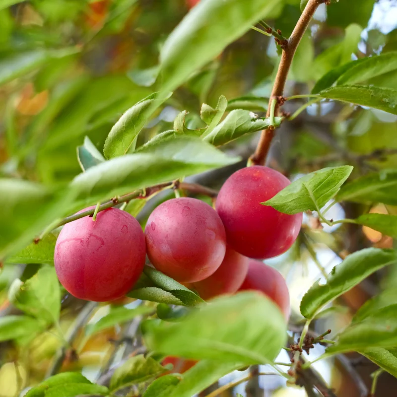 American Plum Tree - Live Edible Fruit Tree in Quart Pot - Garden & Container Ready