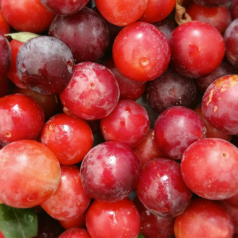 American Plum Tree - Live Edible Fruit Tree in Quart Pot - Garden & Container Ready