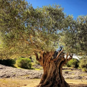 Arbequina Olive Tree Live Plant - 3 Ft Tall Olive Tree for Home & Garden