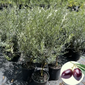 Arbequina Olive Tree Live Plant - 3 Ft Tall Olive Tree for Home & Garden