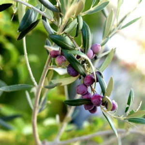 Arbequina Olive Tree Live Plant - 3 Ft Tall Olive Tree for Home & Garden
