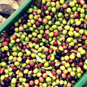 Arbequina Olive Tree Live Plant - 3 Ft Tall Olive Tree for Home & Garden