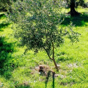 Arbequina Olive Tree - Live Plant 3 Ft Tall - Ready to Grow