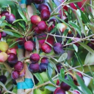 Arbequina Olive Tree - Live Plant 3 Ft Tall - Ready to Grow