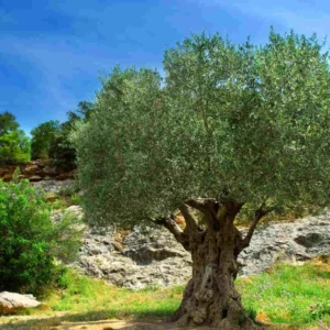 Arbequina Olive Tree Live Plant 3Ft - Ready to Grow Olive Tree