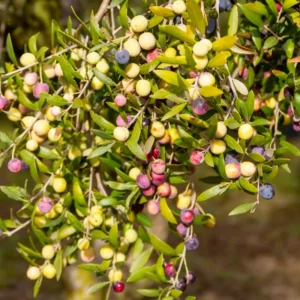 Arbequina Olive Tree Live Plant 3Ft - Ready to Grow Olive Tree