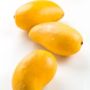 Ataulfo Mango Tree Live Plant - 4 Inch Pot - Sweet Tropical Fruit Starter