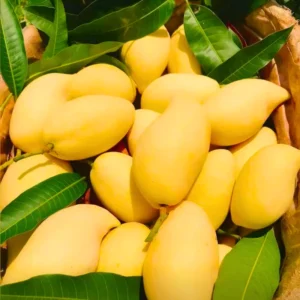 Ataulfo Mango Trees 2-Pack - 4 inch Pot - Yellow Mango Starter Plants