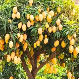 Ataulfo Mango Trees Combo - 2 Live Plants - 4 Inch Pot - Tropical Flavor