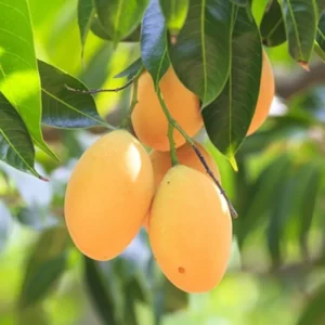 Ataulfo Mango Trees Combo - 2 Live Plants - 4 Inch Pot - Tropical Flavor