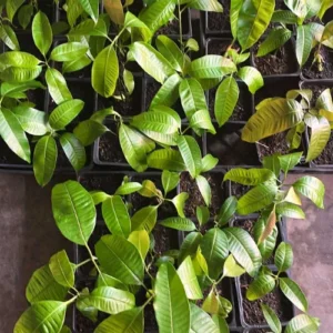 Ataulfo Mango Trees Combo - 2 Live Plants - 4 Inch Pot - Tropical Flavor