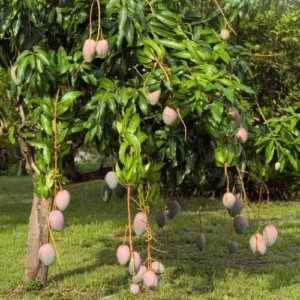 Ataulfo Mango Trees Combo - 2 Live Plants - 4 Inch Pot - Tropical Flavor
