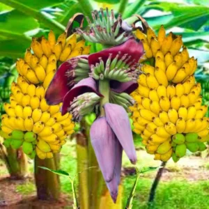 Banana Tree Live Plant - Tropical Fruit Tree - Easy to Grow