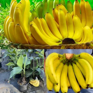 Banana Tree Live Plant - Tropical Fruit Tree - Easy to Grow