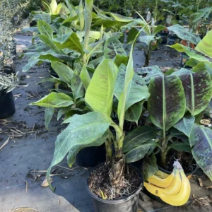 Banana Tree Live Plant - Tropical Fruit Tree - Easy to Grow