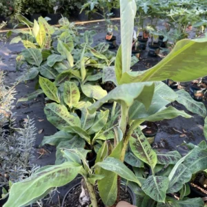 Banana Tree Live Plant - Tropical Fruit Tree - Easy to Grow