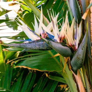 Bird of Paradise Plant Set - Tropical Ornamental Plants - 4-7 Inch