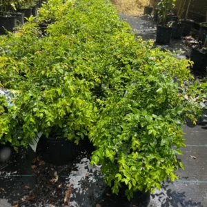 Black Jaboticaba Tree Plant Live - 24 to 36 Inches Tall - Fruit Tree