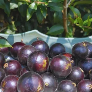 Black Jaboticaba Tree Plant Live - 24 to 36 Inches Tall - Fruit Tree