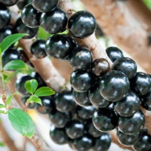 Black Jaboticaba Tree Plant Live - 24 to 36 Inches Tall - Fruit Tree
