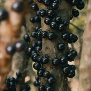 Black Jaboticaba Tree Plant Live - 24 to 36 Inches Tall - Fruit Tree