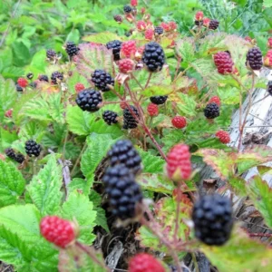 Blackberry Bush Plant - Thornless Live Plant - For Planting in Pot